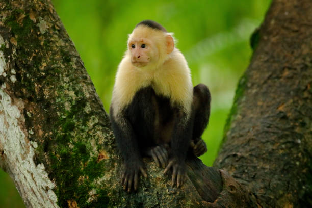 istock Tropic monkey. White-headed Capuchin, black monkey sitting on tree branch in the dark tropical forest. Wildlife of Costa Rica. Travel holiday in Central America. 1293883588
