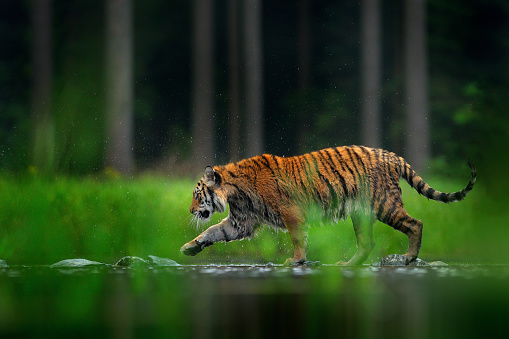 Tigre caminando en el agua del lago. Animal peligroso, tajga, China en Asia Animal en arroyo de bosque verde. Hierba verde, gota de río. Tigre siberiano salpicando agua. photo