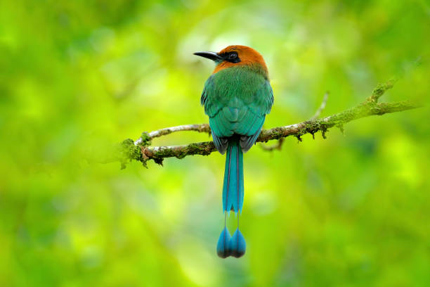 Broad-billed Motmot, Electron platyrhynchum, portrait of nice big bird in wild nature, beautiful coloured forest background, art view, Costa Rica. Bird with orange head. Broad-billed Motmot, Electron platyrhynchum, portrait of nice big bird in wild nature, beautiful coloured forest background, art view, Costa Rica. Bird with orange head. motmot stock pictures, royalty-free photos & images