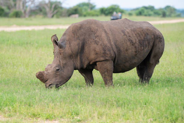istock White Rhino being Viewed on Safari 1293883980
