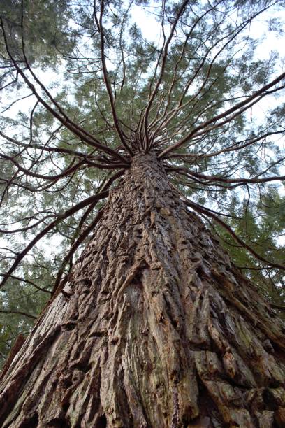 istock Giant Redwood Tree In Scotland 1293884055