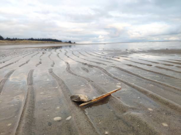 Winter day at the beach, low tide revealing clams, shells and mussels