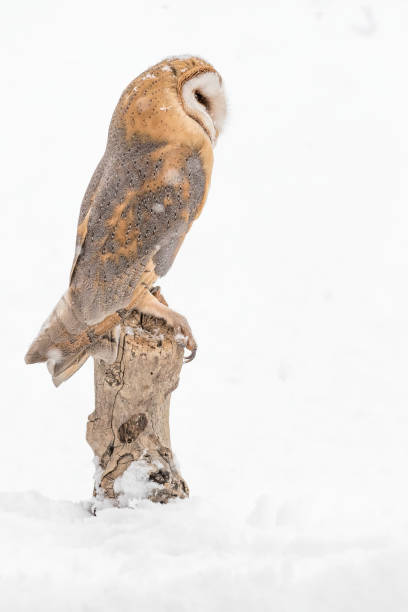 istock The Barn owl and the snow (Tyto alba) 1293886433