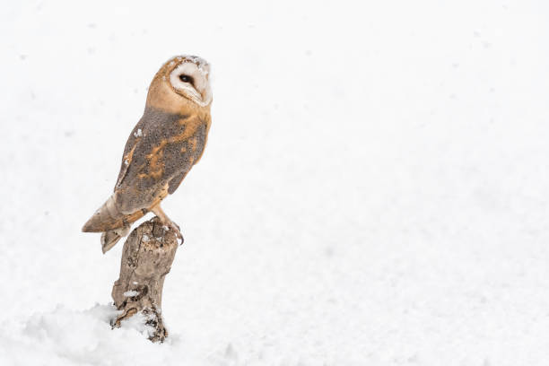 istock The Barn owl and the snow (Tyto alba) 1293886546