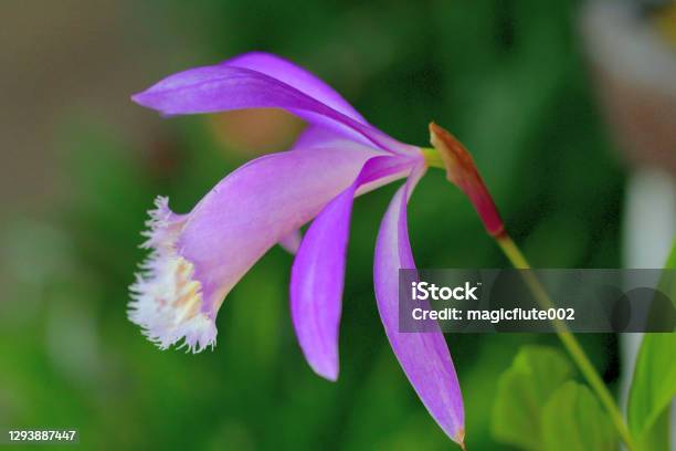 Pleione Formosana Taiwan Pleione Windowsill Orchid Peacock Orchid Stock Photo - Download Image Now