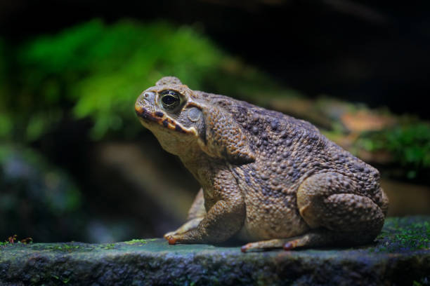 марина рейнелла, жаба канэ, большая лягушка из коста-рики. лицо портрет большой амфибии в среде обитания природы. зверь в тропическом лесу. д - cane toad toad wildlife nature стоковые фото и изображения
