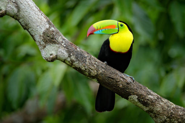 istock Jungle wildlife, Mexico. Toucan in green forest. 1293887547
