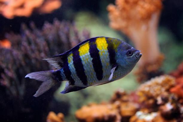 istock Indo-Pacific sergeant, Abudefduf vaigiensis, ocean fish in the coral reef. Sergeant major fish in the nature habitat, sea wildlife. Sergeant in the ocean water. 1293887566