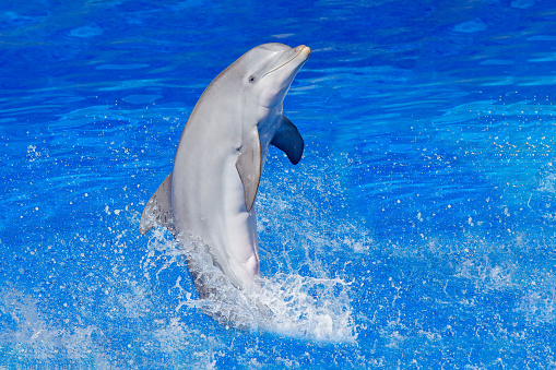 two trained dolphins swim in the pool and show tricks