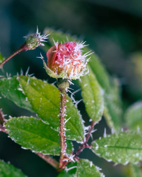 istock Macro of a frosted rose blossom 1293888422