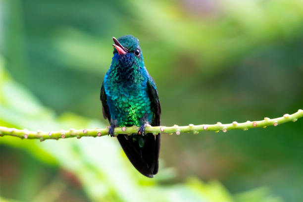 A Blue-chinned Sapphire hummingbird (Chlorestes notata) chirping with his beak open with a green background. Hummingbird in garden. Bird perching. Wildlife in nature. blue chinned sapphire hummingbird stock pictures, royalty-free photos & images