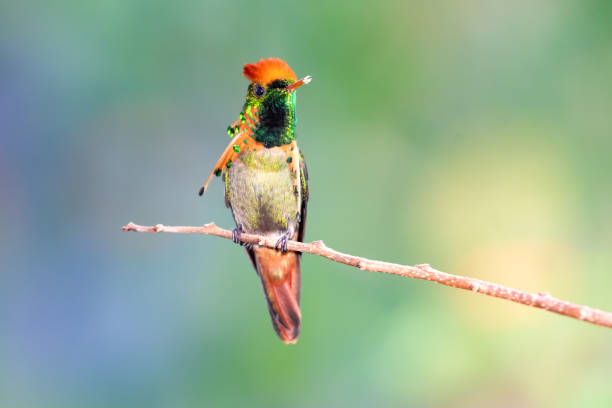 istock A Tufted Coquette hummingbird (Lophornis ornatus) perching with a smooth bokeh background. 1293888693