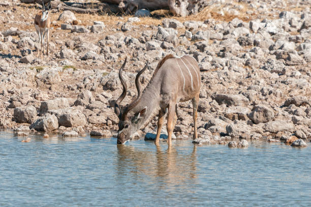 istock Male greater kudu, Tragelaphus strepsiceros, drinking water 1293889365