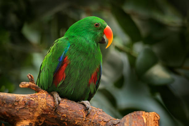 Eclectus Parrot, Eclectus roratus polychloros, green and red parrot sitting on the branch, clear brown background, bird in the nature habitat on Western Papuan Islands, New Guinea in Asia. Eclectus Parrot, Eclectus roratus polychloros, green and red parrot sitting on the branch, clear brown background, bird in the nature habitat on Western Papuan Islands, New Guinea in Asia. eclectus parrot stock pictures, royalty-free photos & images