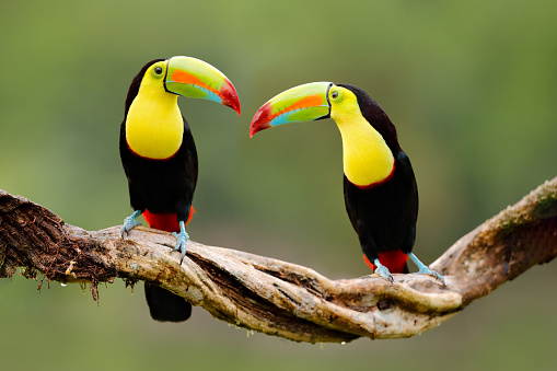 1K+ Toucan Pictures | Download Free Images on Unsplash