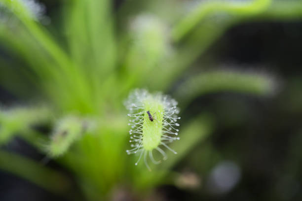 istock Carnivore Sundew Plant with an insect on it 1293889567