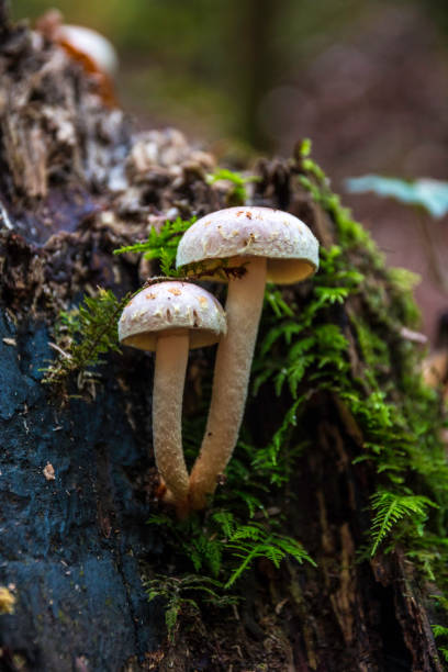 istock A bunch of mushrooms on an old dead tree trunk 1293891370