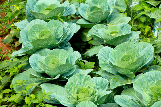 istock Fresh raw cabbage in a home vegetable garden 1293892179