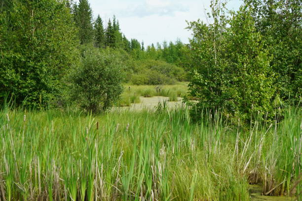 istock Northern Alberta Canada Bogs and Swamps 1293892747