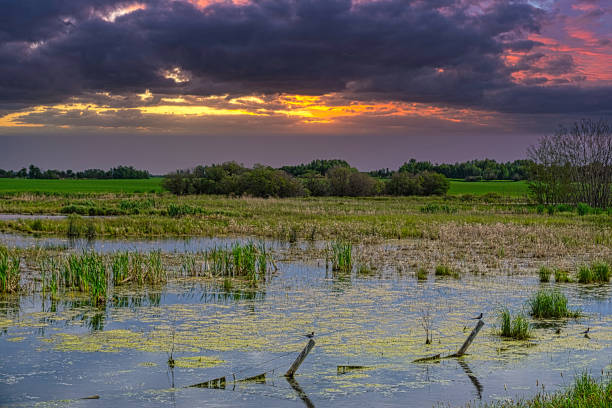 istock Northern Alberta Canada Bogs and Swamps 1293892756