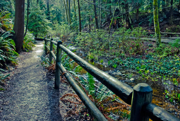 istock Hiking trail in Stanley Park 1293893361