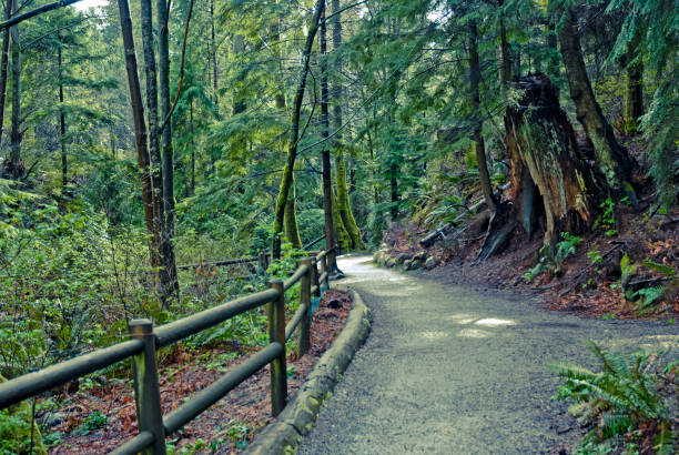 istock Hiking trail in Stanley Park 1293893366