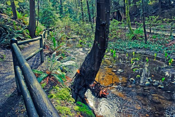 Hiking trail in Stanley Park, Vancouver BC