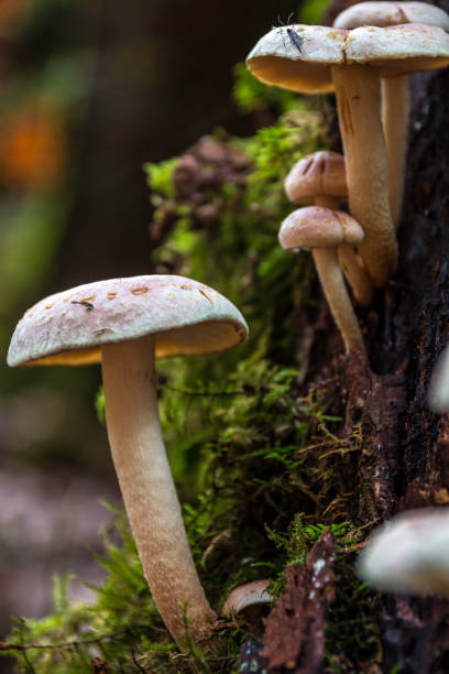 istock A bunch of mushrooms on an old dead tree trunk 1293894181