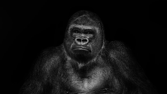 Portrait of Gorilla. The gorilla lives in the zoo
