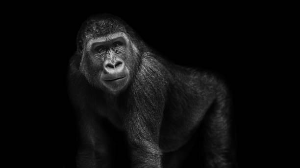 Gorilla Portrait Gorilla portrait. The gorilla lives in the zoo gorilla photos stock pictures, royalty-free photos & images