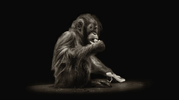 Baby Orang-Utan