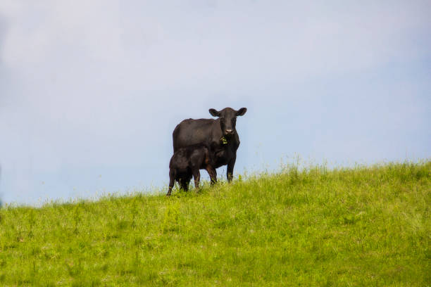 head of an Irish cow on a meadow along the Northern Ireland coast; Ballycastle, Northern Ierland