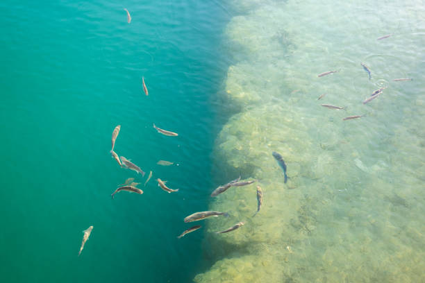 A flock of fish in green water in shallow water near the shore.