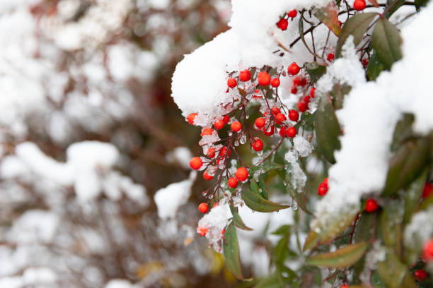 Japanese New Year with snow