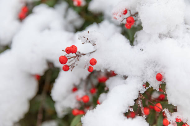 istock Japanese New Year with snow 1293896797