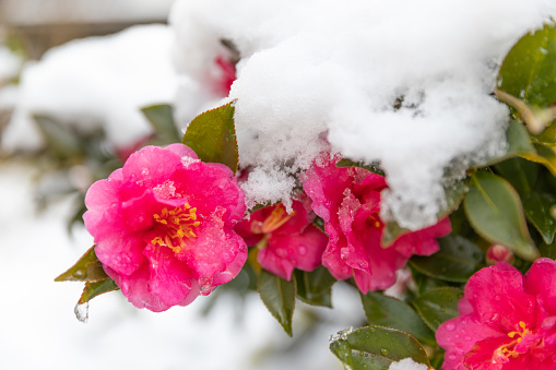 A closeup shot of red flowers outdoors covered with snow in winter