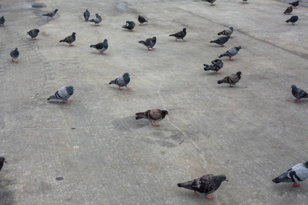 Group of Pigeons on the ground.
