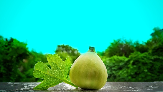 A close up shot of green leaf of fig and fresh fig with green trees in background and beautiful blue sky.