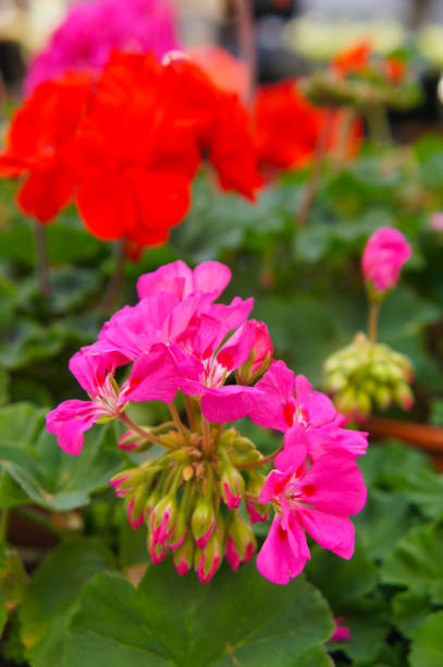 pelargonium zonale purple and red flowers vertcal - vertcal imagens e fotografias de stock