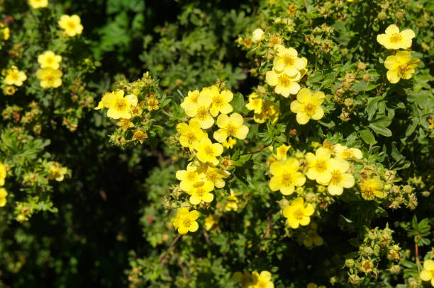Shrub of potentilla fruticosa sommerflor shrubby cinquefoil yellow flowers with green Shrub of potentilla fruticosa sommerflor shrubby cinquefoil yellow flowers with green potentilla fruticosa stock pictures, royalty-free photos & images