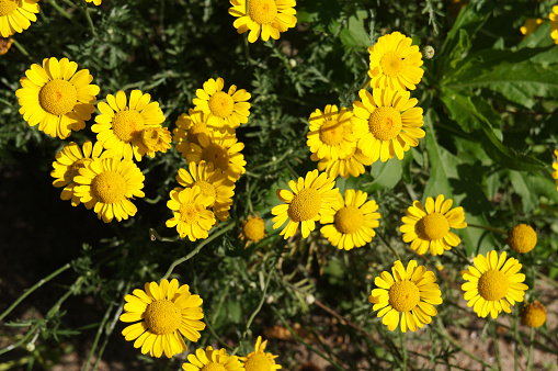 Cota tinctoria or golden marguerite yellow small flowers in garden