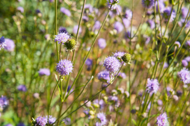 Knautia arvensis or field scabious purple summer flowers background stock photo