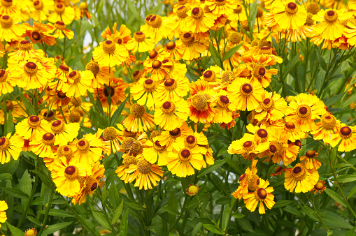 helenium autumnale helena gold or   sneezeweed yellow flowers with green