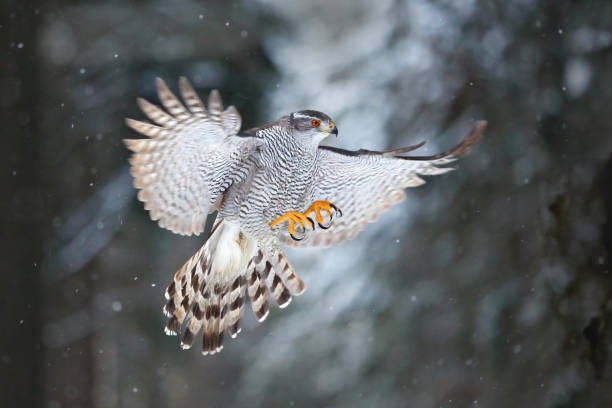 istock Goshawk flight, Germany. Northern Goshawk landing on spruce tree during winter with snow. Wildlife scene from winter nature. Bird of prey in the forest habitat. 1293902605