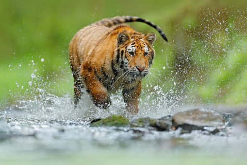 Tigre de Amur jugando en el agua, Siberia. Animal peligroso, tajga, Rusia. Animal en arroyo verde del bosque. Tigre siberiano salpicando agua. photo