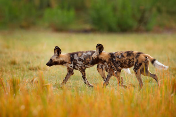 perro de caza pintado en safari africano. escena de vida silvestre de la naturaleza. perro salvaje africano, caminando en la hierba verde, zambia, africa. peligroso animal manchado con orejas grandes. - perro salvaje fotografías e imágenes de stock