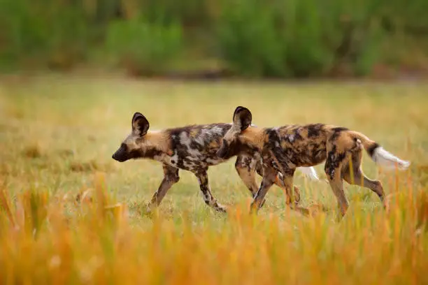 Painted hunting dog on African safari. Wildlife scene from nature. African wild dog, walking in the green grass, Zambia, Africa. Dangerous spotted animal with big ears.