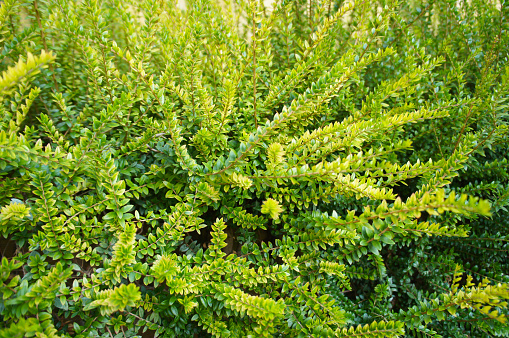 Green shrub of golden box honeysuckle lonicera nitida twiggy