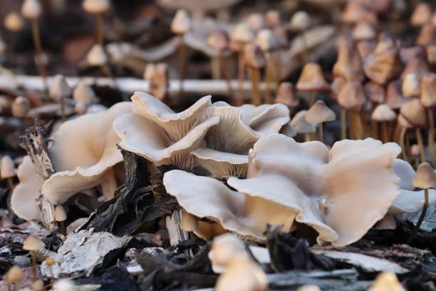 リバティーキャップシロシベマッシュルーム - magic mushroom moss autumn outdoors ストックフォトと画像