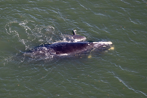 Right Whale with calf